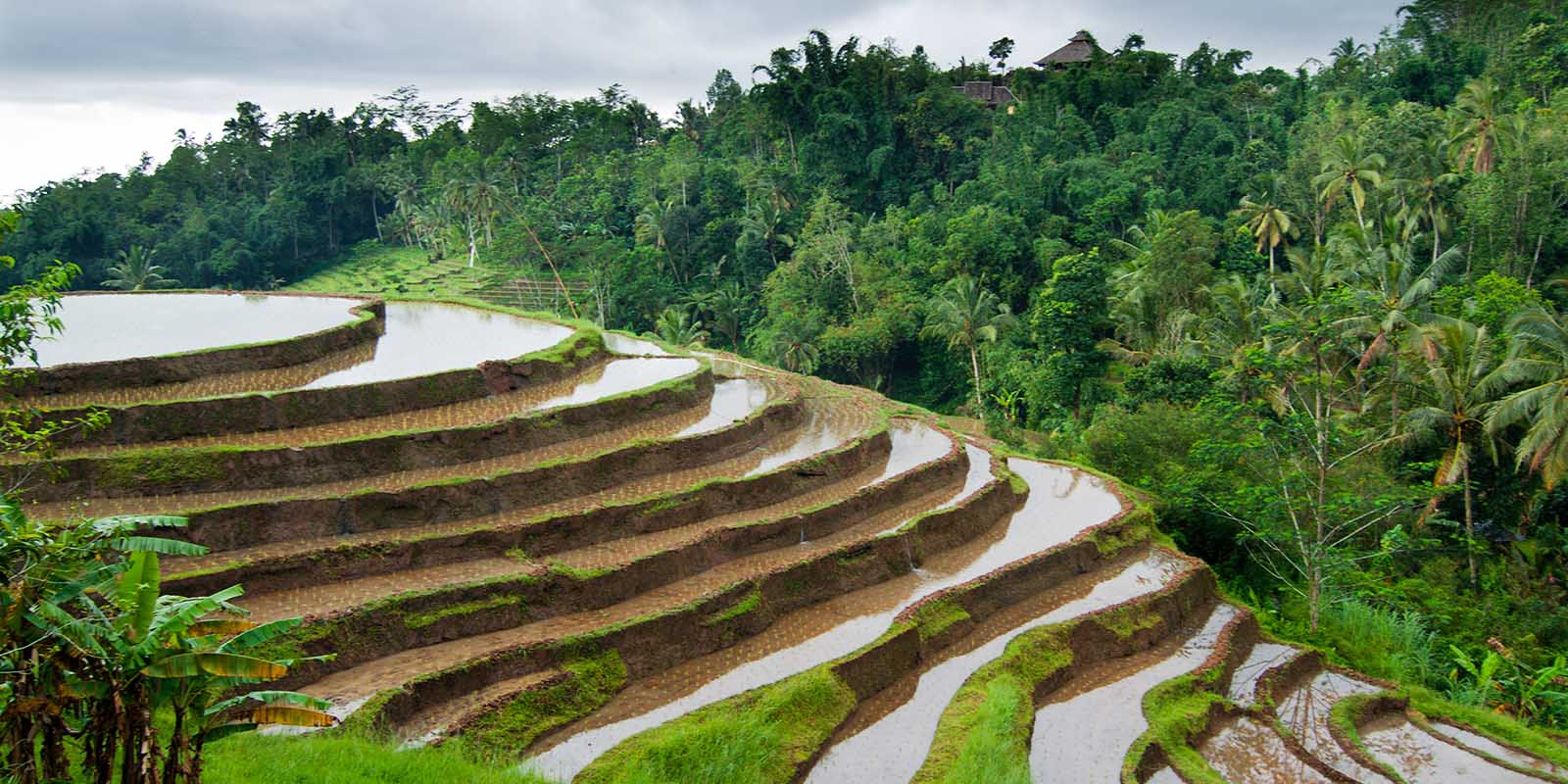 Jatiluwih rice terraces