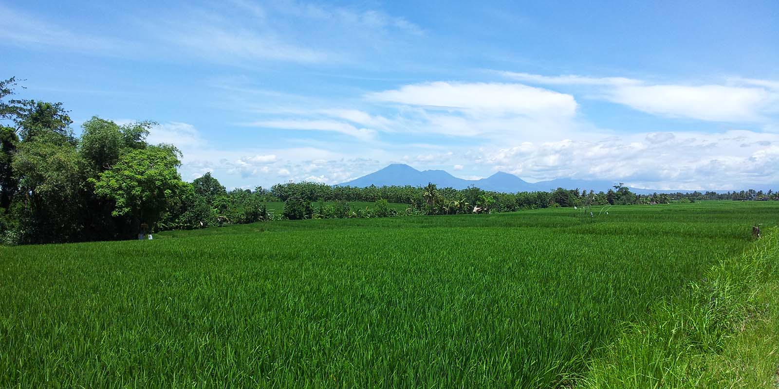 Seseh rice fields