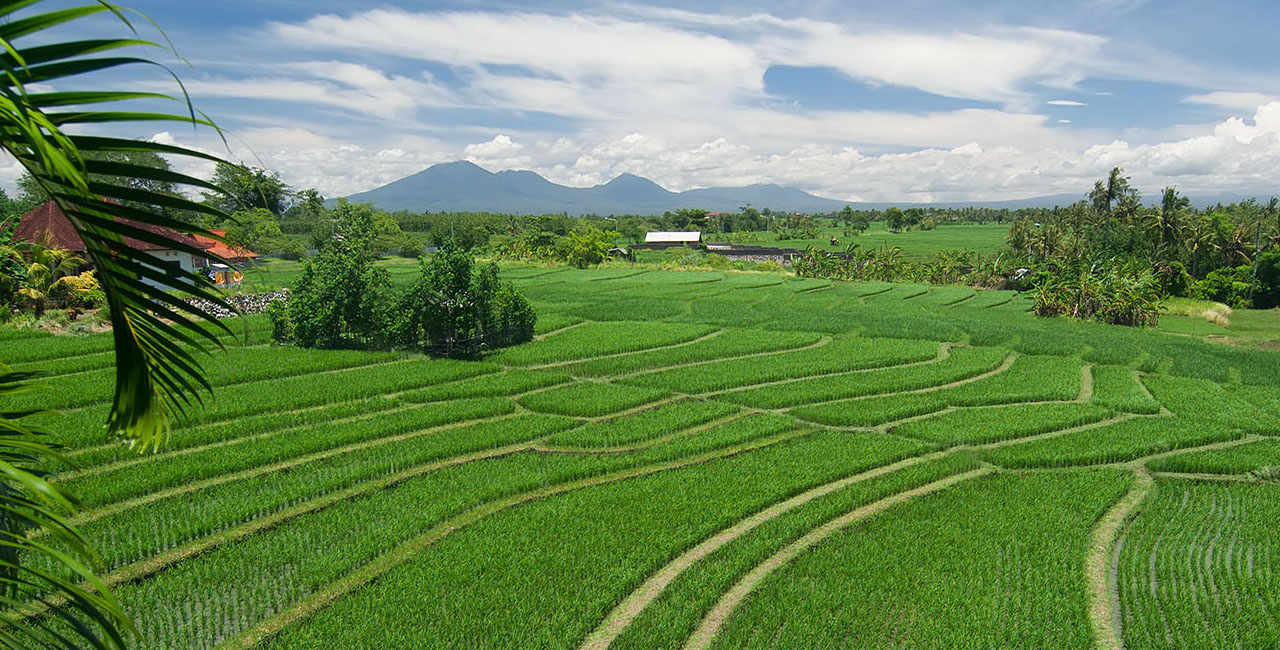 Shalimar Villas rice field view